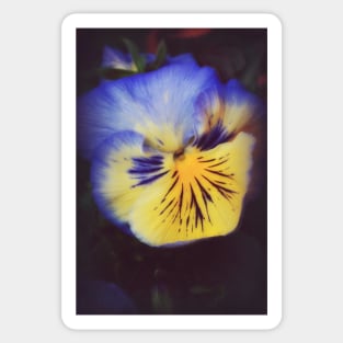 Pansy Glow Sticker